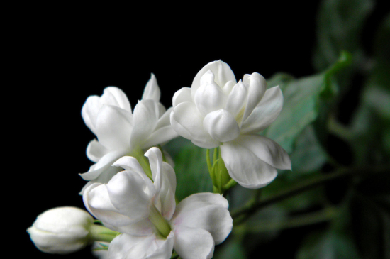 茉莉花的养护方法