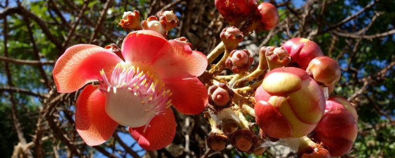 菩提花的寓意