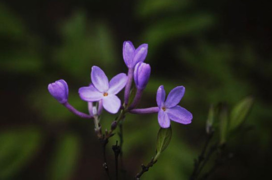 芫花怎么移植