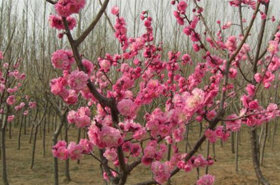 梅花树苗什么季节栽种