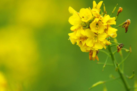 花生蜜虫了怎么处理