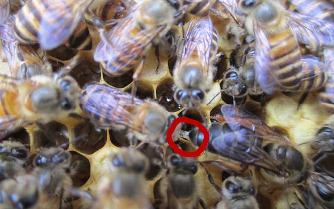 蜜蜂的生殖图片