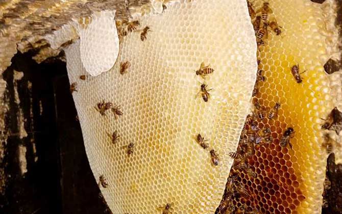 蜜蜂怎么越冬才安全?