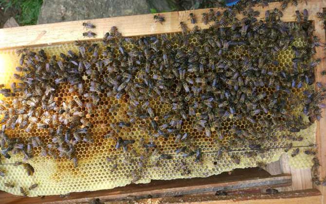 蜜蜂怎么越冬才安全?