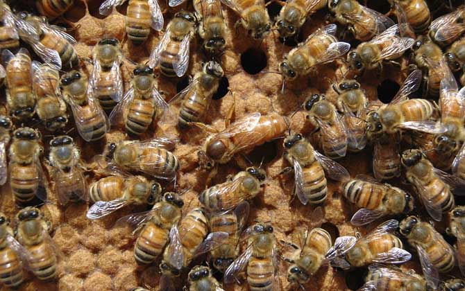 蜜蜂工蜂雄蜂蜂王图片图片