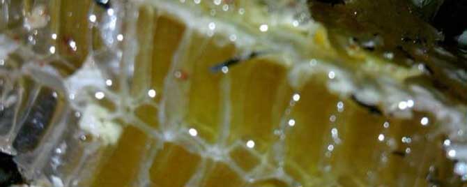 土蜂蜂巢蜜多少钱一斤？