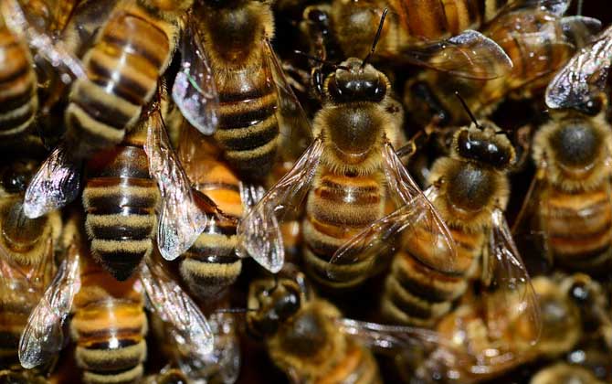 养蜂的技术含量 养蜂的技术含量是多少