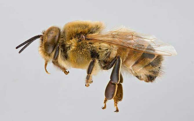 蜜蜂属昆虫的统称,全世界一共有9种蜜蜂!