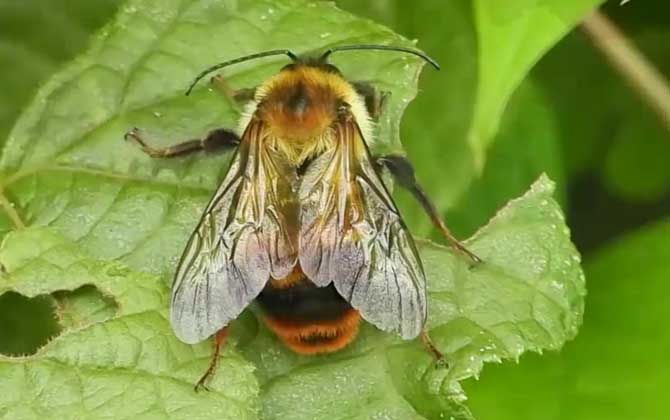 木蜂的种类图片