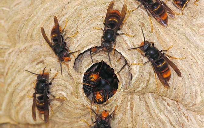 黄脚虎头蜂有毒吗