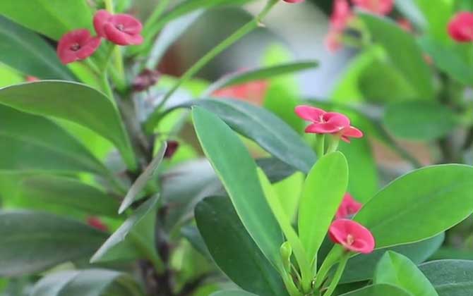 铁海棠是什么植物