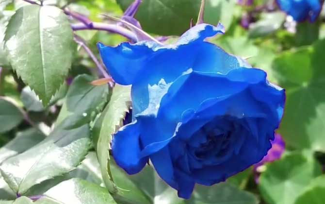 蓝玫瑰真正的花语图片